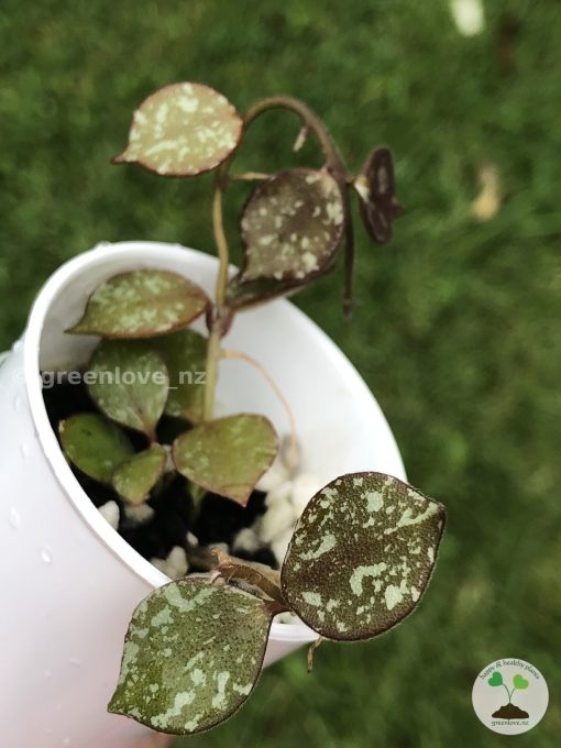 Hoya curtisii