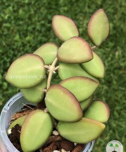 Hoya sp. aff. burtoniae
