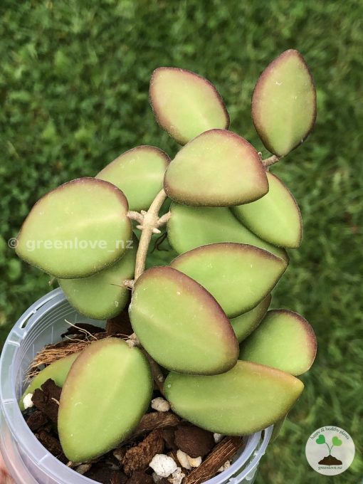 Hoya sp. aff. burtoniae