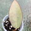 Hoya Silver dollar MB1405-AG