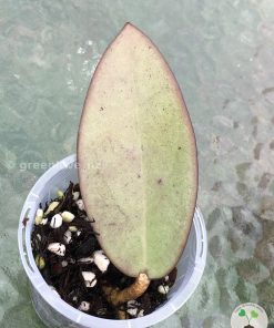 Hoya Silver dollar MB1405-AG