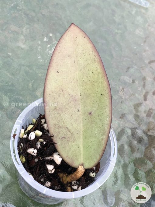 Hoya Silver dollar MB1405-AG