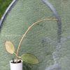 Hoya Silver dollar MB1405-AG