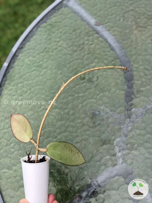 Hoya Silver dollar MB1405-AG