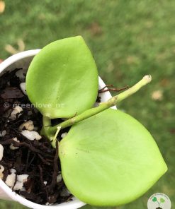 IMG_6894 Rare Hoya NS05-055