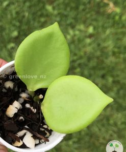 IMG_6900 Rare Hoya NS05-055