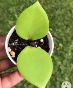 IMG_6914 Rare Hoya NS05-055