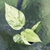 Variegated Minima
