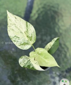 IMG_6916 Variegated Minima
