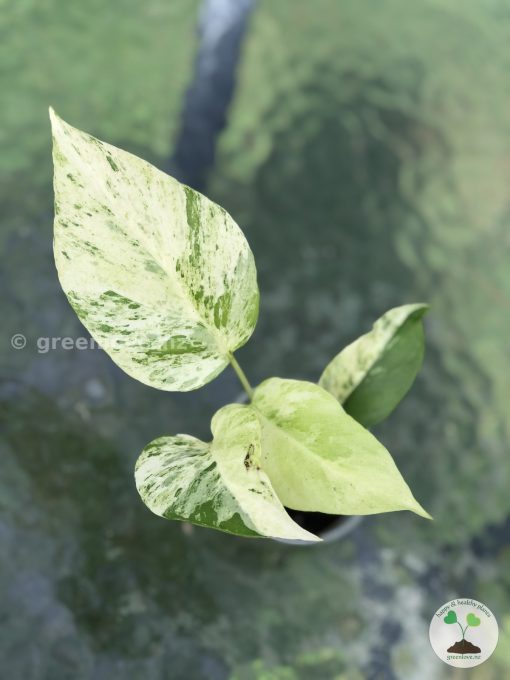 Variegated Minima