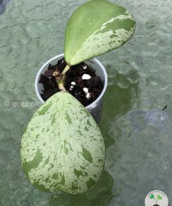 Hoya Kerrii Silver