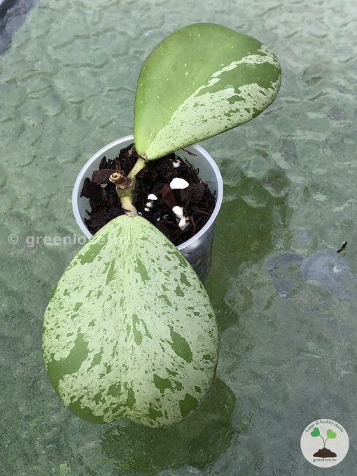 Hoya Kerrii Silver