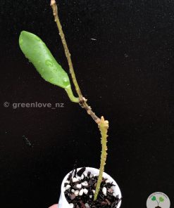 Rare Hoya plicata