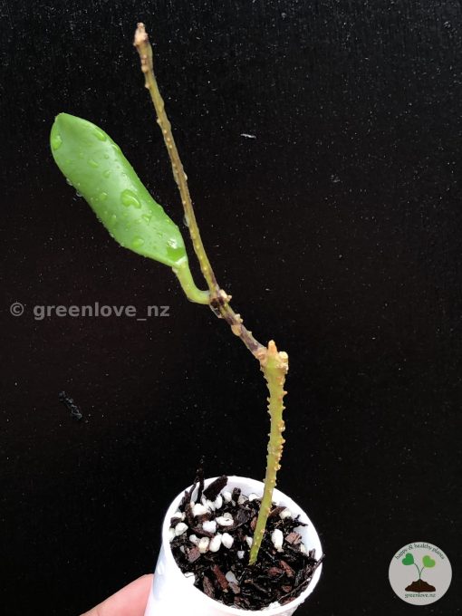 Rare Hoya plicata