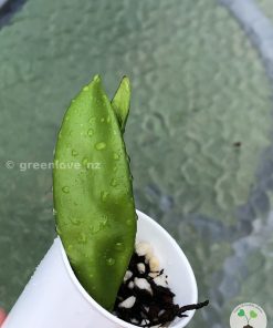 Rare Hoya plicata