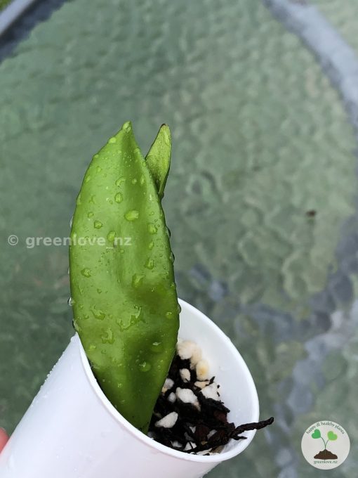 Rare Hoya plicata