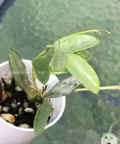 IMG_6933 Rare Hoya Lima silver