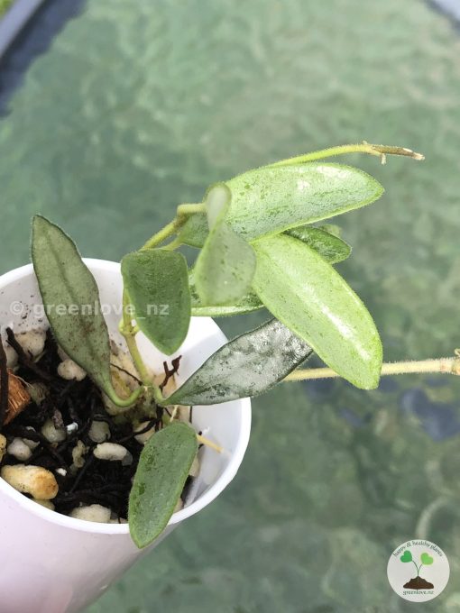 Rare Hoya Lima silver