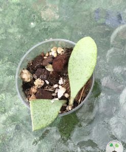 Rare Hoya Nummularioides Silver