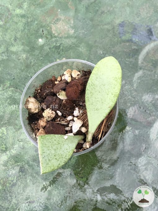 Rare Hoya Nummularioides Silver