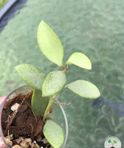 Rare Hoya Nummularioides Silver