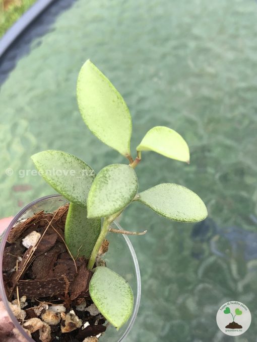 Rare Hoya Nummularioides Silver