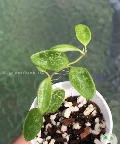 Hoya Lima splash