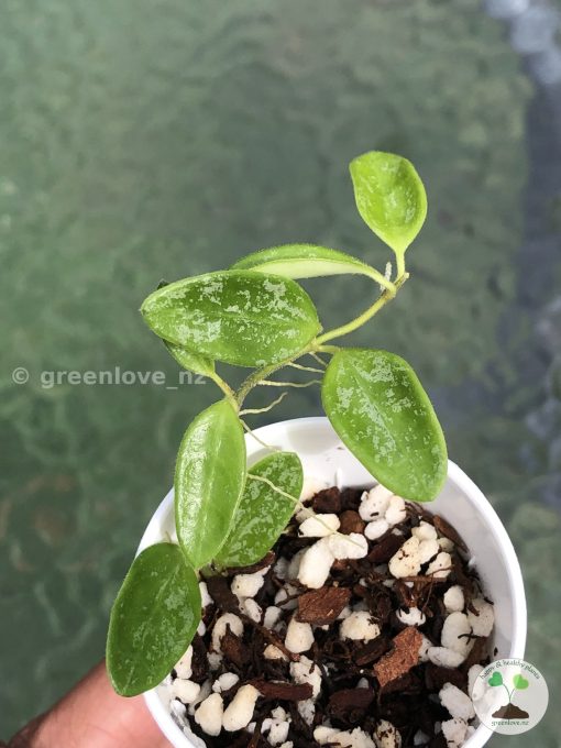 Hoya Lima splash