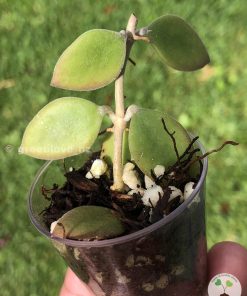 Hoya Nummularioides