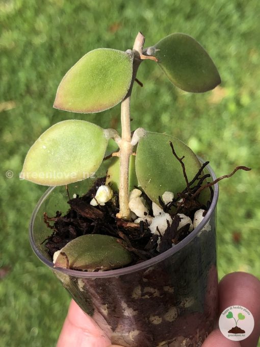 Hoya Nummularioides