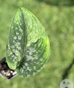 Rare Scindapsus Exotica 'Golden Medallion' - B