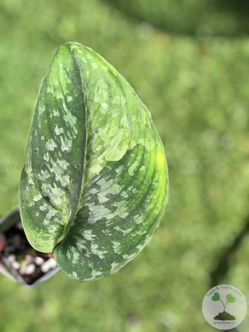 Rare Scindapsus Exotica 'Golden Medallion' - B