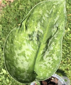 Rare Scindapsus Exotica 'Golden Medallion' - A