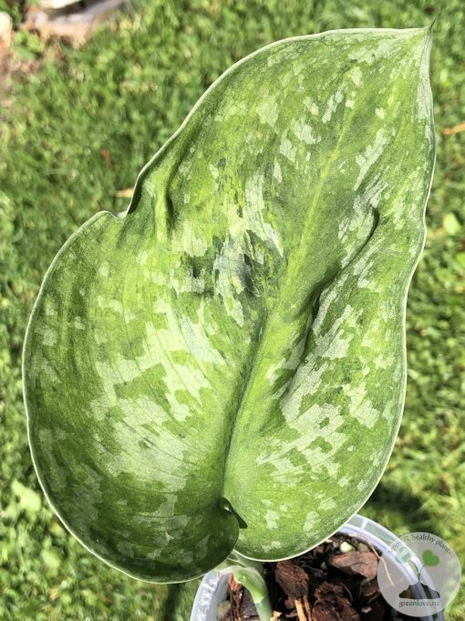 Rare Scindapsus Exotica 'Golden Medallion' - A