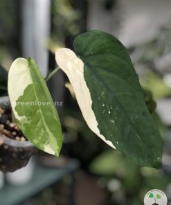 Variegated Chiapense