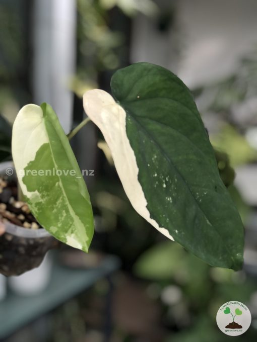 Variegated Chiapense