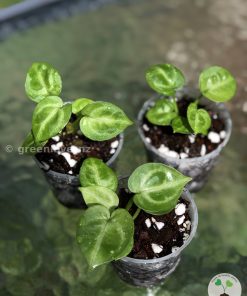 Anthurium hybrid (dwarf)