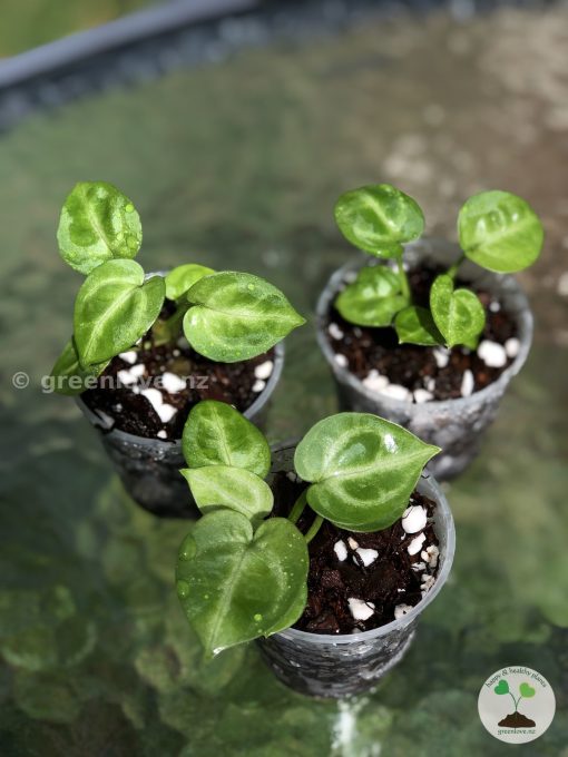 Anthurium hybrid (dwarf)