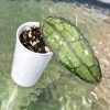 Hoya clemensiorum Splash