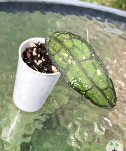 Hoya clemensiorum Splash