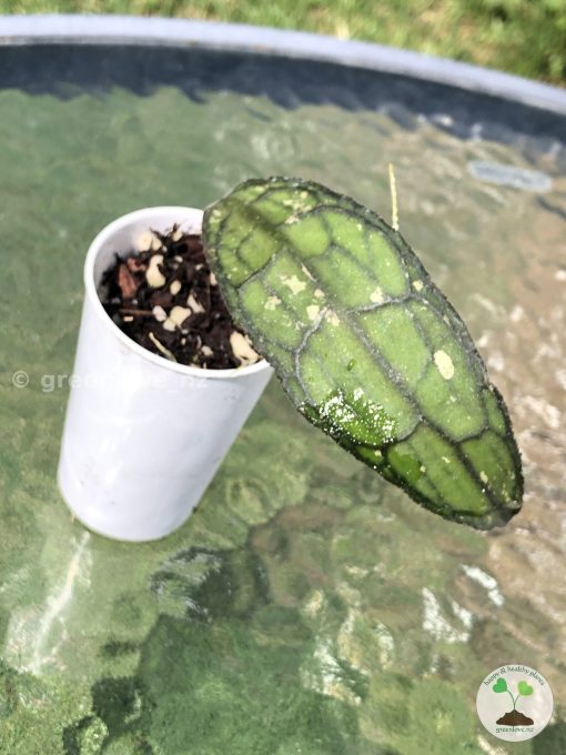 Hoya clemensiorum Splash