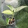 Variegated Minima