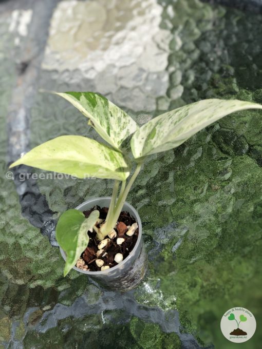 Variegated Minima