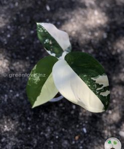 Variegated Chiapense