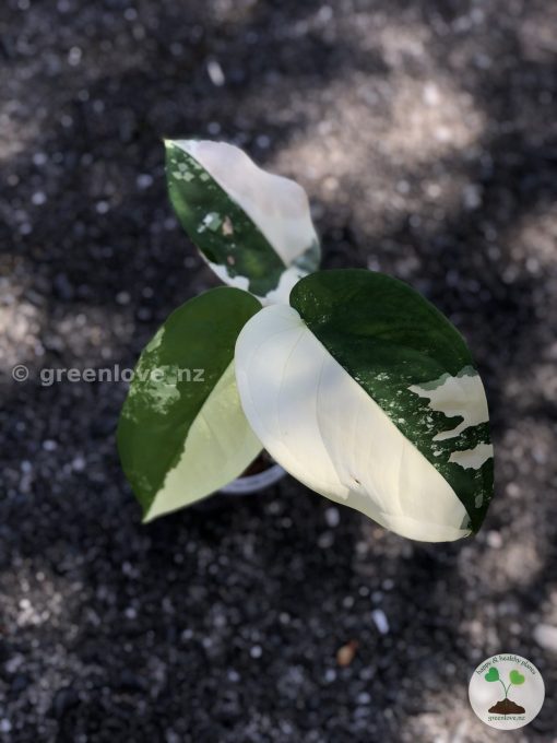Variegated Chiapense