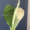 Variegated Chiapense (with new growth)