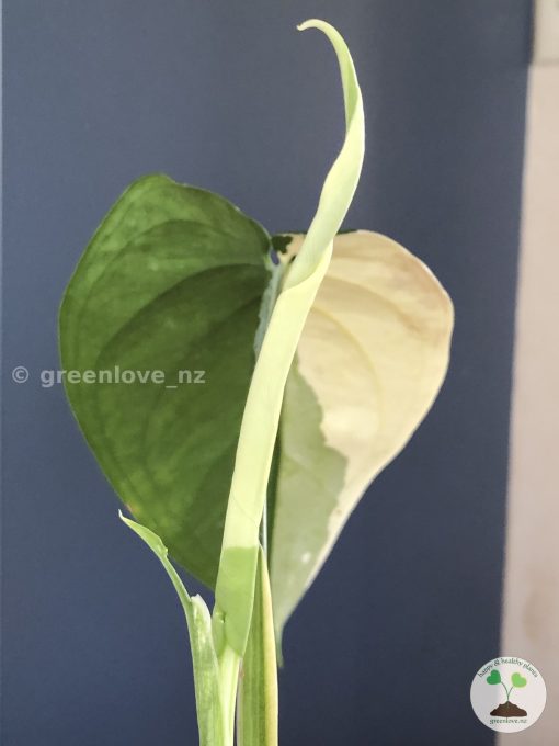 Variegated Chiapense (with new growth)