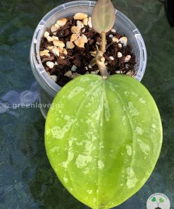 Hoya latifolia 'Snow Queen'