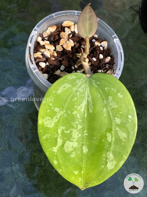 Hoya latifolia 'Snow Queen'