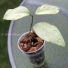 Hoya coriacea 'Silver'